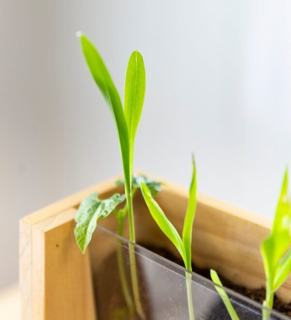 Root Viewer - Image 6
